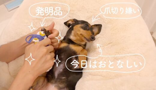 どんな犬でも爪切りが大好きになる意外な方法を見つけてしまったw