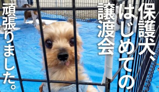 保護犬マルコ、ちょっと緊張の初譲渡会。卒業犬のリマちゃんとも再会！【Day74】