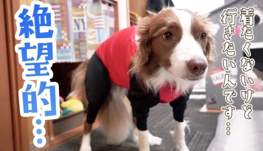 【いじける犬】嫌いなレインコートを着せられ動かなくなってしまったボーダーコリー【雨の日の日常】