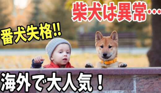 【海外の反応】「こんな犬は珍しすぎる…柴犬の可愛さは異常！！」海外が大はしゃぎ！！【日本のあれこれ】