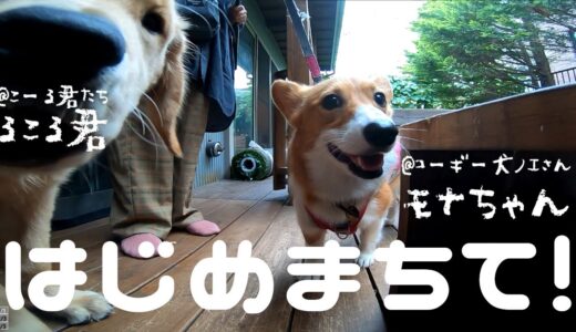 登録者数14万人のビッグYouTubet犬が遊びに来てくれました！