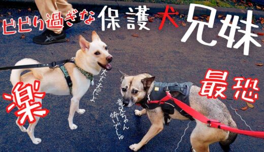 元保護犬の竜之助とアッチャン！楽しいと怖い２つの感情・・それでも大好きなお散歩姿が可愛いww