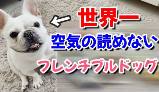 世界一空気を読めない犬がこちらですｗｗ【フレンチブルドッグ frenchbulldog】