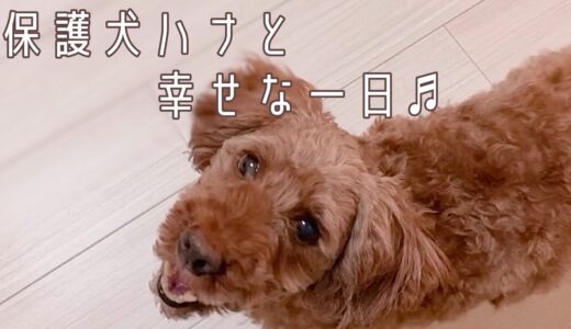 保護犬ハナと、幸せな１日♪ 保護っ子たちとの何気ない１日の様子をお届けします