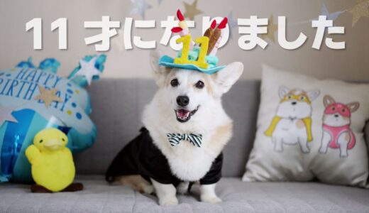 誕生日にオモチャとオヤツを買ってあげたらニッコニコになった11歳シニア犬【コーギー】