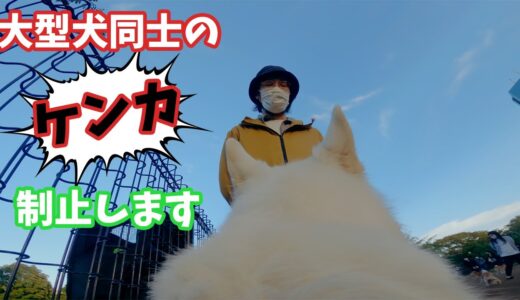 【犬目線】このままだと大型犬同士の大喧嘩になる予兆と制止の仕方【ホワイトシェパードと主の方法】