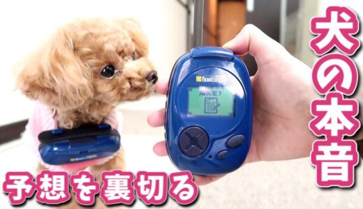 【衝撃】犬語翻訳をしたら本性が出て意外な結末にw【バウリンガル】