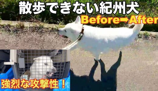 【凶暴犬】散歩ができない噛む紀州犬セッション一週間後　Before👉After