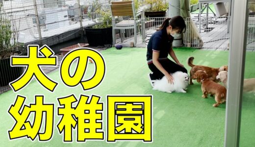 【社会化】犬の幼稚園を初体験