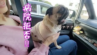 大嫌いな病院行きを必死で抵抗するパグ犬ぷぅPug