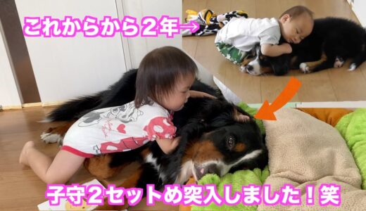 ２年経っても子守を任される大型犬　バーニーズマウンテンドッグ　 bernese mountain dog