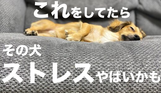 犬がやっていたらストレスを抱え込んでいる仕草とストレスを与える飼い主の行動