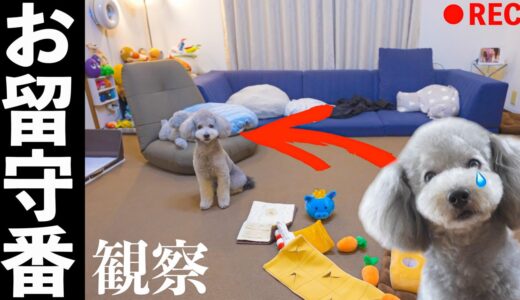 🐶犬のお留守番の様子を久しぶりに覗き見したら、健気過ぎて胸が締め付けられました・・・【トイプードル】