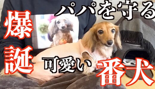 【事件発生】絶対に吠えなかった犬がお留守番中に番犬になりました！【カニンヘンダックスえびすの日常】