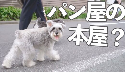 【犬さんぽ】絵本のパンが食べれる本屋さんに行ってきました【シュナウザージジトト】