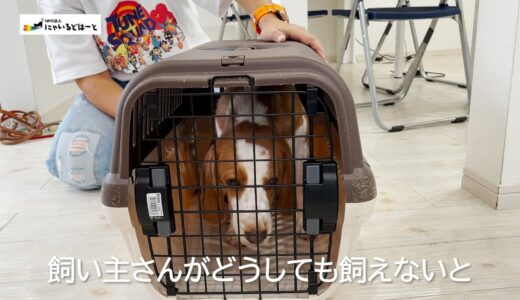 【どうしても飼えない】飼い主と共にやってきたビーグル犬：５４０