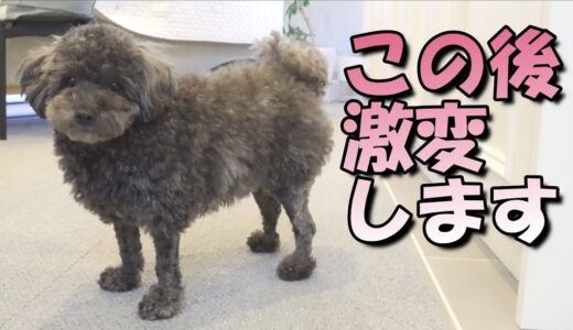 犬の羊カットをやめたら新事実が発覚しました【パパ驚く】