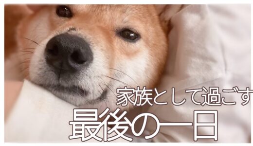 【保護犬】家族として過ごす、最後の一日