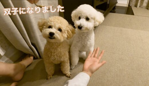 双子の犬が家にやってきました【トリミング】