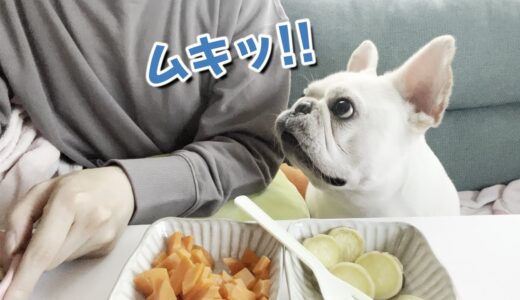 【お芋】順番待ちの視線が必死過ぎる犬ｗｗｗ【フレンチブルドッグ frenchbulldog】