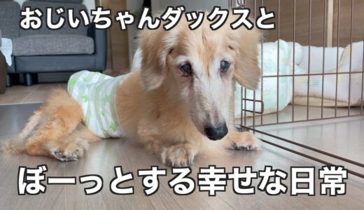 ぼーっとしたり、子犬の相手をしたりする老犬ダックスボニー君