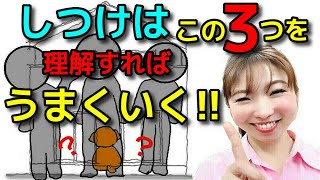 【犬しつけ トイレ 甘噛み】しつけはこの３つを理解すればうまくいきます！新！遠藤エマチャンネル【犬のしつけ＠横浜】