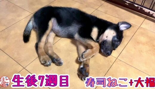 【子犬 子猫　保護犬 保護猫】お互いにうるさいなと思ってる子犬子猫達