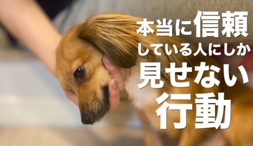 犬が心の底から信頼している人にしか見せない行動【犬 行動 意味 信頼】