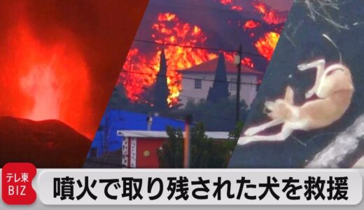 噴火で取り残された犬をドローンで救援（2021年10月14日）