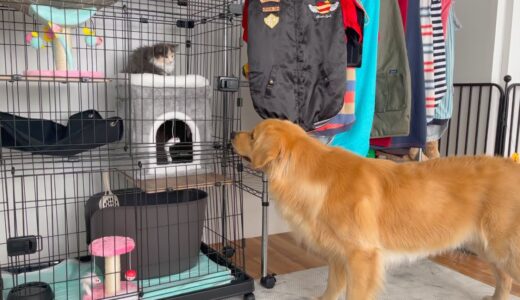 【子猫vs大型犬】最悪の出会いをした２人が、再び対面した結果・・・