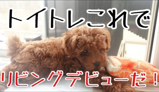 【トイレトレーニング犬】生後1ヶ月から2ヶ月のトイトレ記録‼️これでリビングデビューだ！購入品紹介