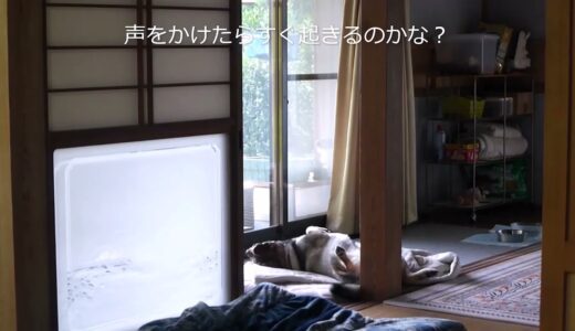 【ショート】寝てる犬を 小さな声で呼んでみた