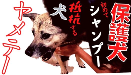 保護犬が異常に怯えるシャンプーしたら兄妹犬の様子が変わり果てたｗ・・笑