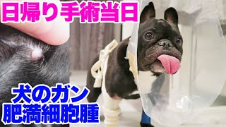 犬の悪性イボ 肥満細胞腫 手術当日の様子　朝から夜まで密着動画