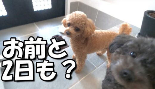 【ママ不在】パパと犬の2日間の様子がこちらｗ