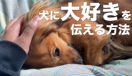 犬に大好きを伝える方法【犬 大好き 好き 大好きな人 サイン 気持ち】