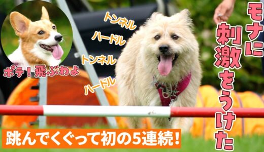 ポテ大成長！コーギー犬モナちゃんの練習を見て大躍進しました【アジリティ】