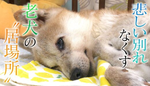 【悲しい別れなくす】飼い主とペットの老老介護を救う「老犬ホーム」