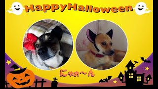 【ハロウィン】かぼちゃ大好き犬に かぼちゃココット作った🎃