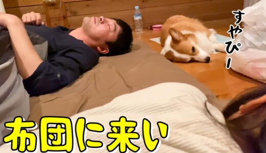 人間と一緒に寝る気はないコーギー犬