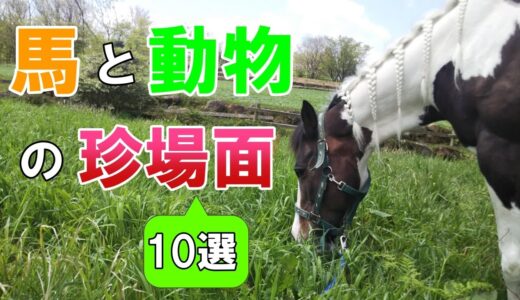 馬や犬たちの珍場面をまとめてみました。