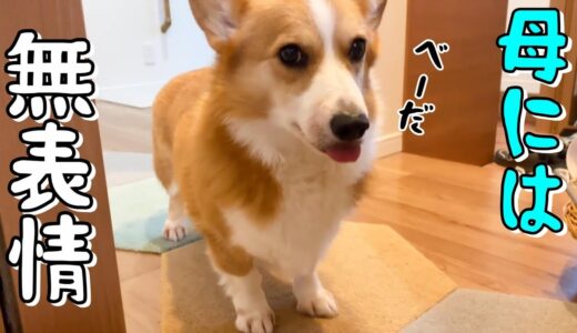 母には態度のうすいコーギー犬