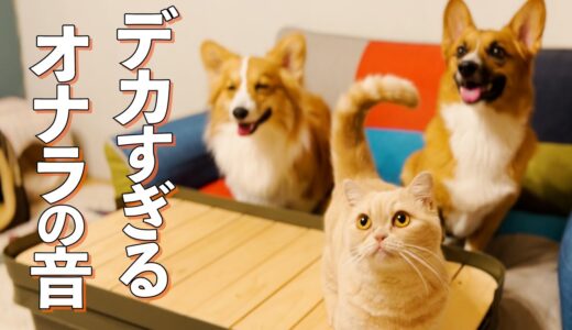 「ブブォォォ…‼」 私「なに今の音？　オナラした？」 犬猫「…」