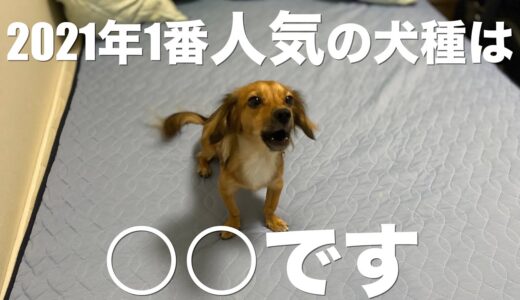 2021年度人気犬種ランキングTOP10