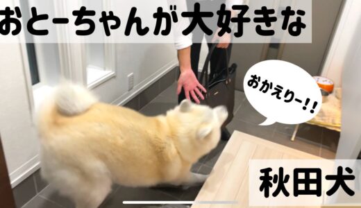 【秋田犬】帰りが遅い飼い主を健気に待つ忠犬