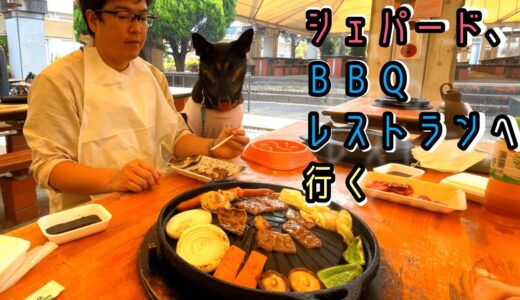 シェパード犬、BBQレストランに行って肉食系女子を発揮する【German Shepherd】 Let's Enjoy BBQ With My Dog!