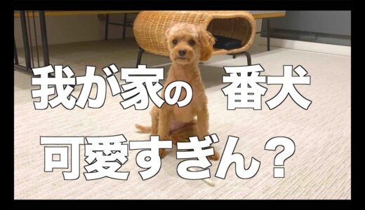 【保護犬と暮らす】犬の真似をしながら帰ったら愛犬はどんな反応をするのか【トイプードルのクラン】   4K