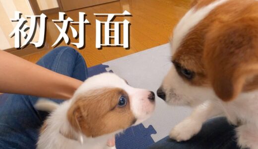 生後1ヶ月半の弟子犬と初対面した兄犬/ジャックラッセルテリア