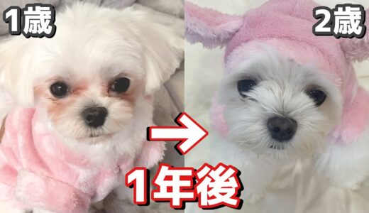 １年で別犬になったマルチーズがこちらですw