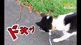 【猟犬】ドキッ！騒がしい犬達との散歩！